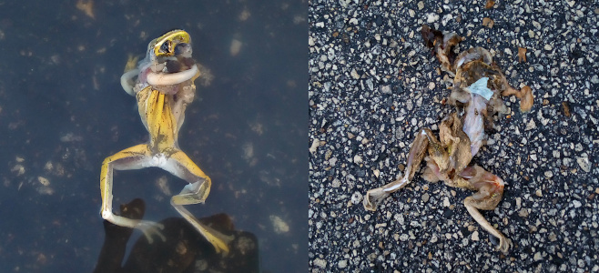 [Two photos spliced together. On the left is a dead frog floating on its back in a puddle. It appears the skin color was yellow. It's front legs are twirled around it while the lower legs are floating spread out. The photo on the right is the smashed remains of a frog on pebbled pavement. It is lying on its back and appears a vehicle may have run over it. Mostly just the skin remains. ]
